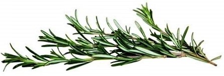 This image has an empty alt attribute; its file name is rosemary-3.jpg